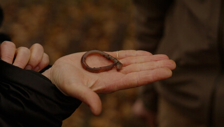 Hoe graaft een regenworm?